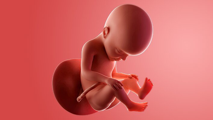 Catatan Medis & Visual Janin Usia 27 Minggu