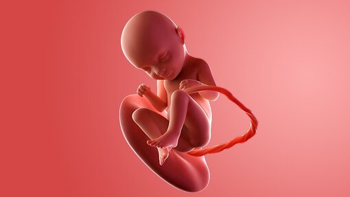 Kondisi Fisik Bumil dan Janin Saat Hamil 33 Minggu Kondisi Fisik Bumil dan Janin Saat Hamil 33 Minggu