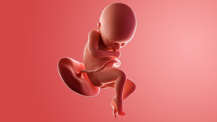 Detail Progres Janin Usia 36 Minggu di Dalam Rahim