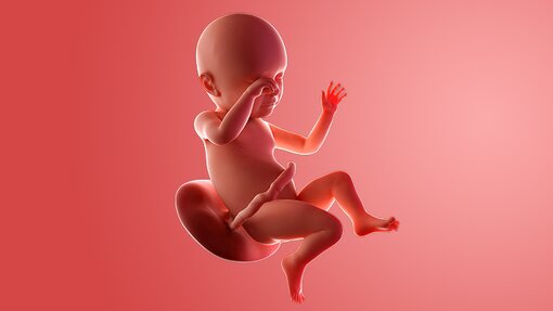 Informasi Akurat Perkembangan Kandungan 39 Minggu Informasi Akurat Perkembangan Kandungan 39 Minggu