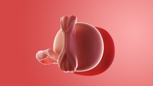 Transformasi Menakjubkan Kehamilan Usia 5 Minggu Transformasi Menakjubkan Kehamilan Usia 5 Minggu