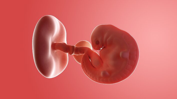 Momen Emas Pertumbuhan Buah Hati di Minggu ke-6