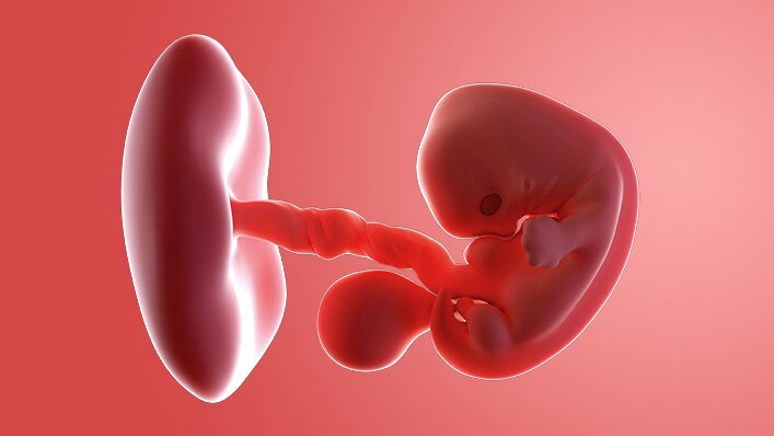 Potret Keajaiban Perkembangan Bayi Minggu ke-7 Potret Keajaiban Perkembangan Bayi Minggu ke-7