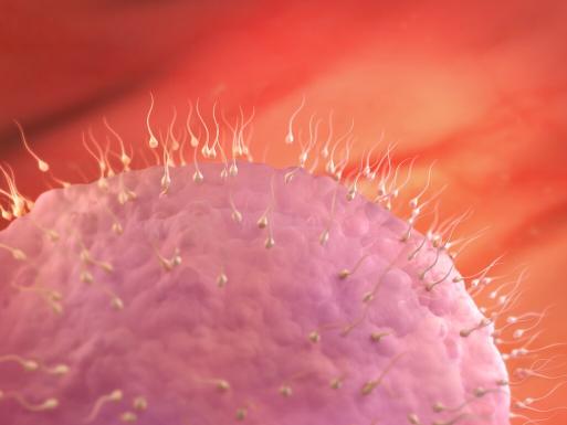 Contoh Hasil USG Janin 2 Minggu Kehamilan