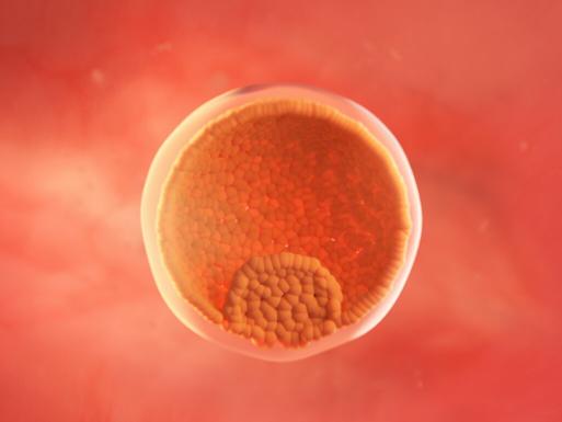 Melihat Perkembangan Janin USG 3 Minggu: Posisi & Gerakan Akurat