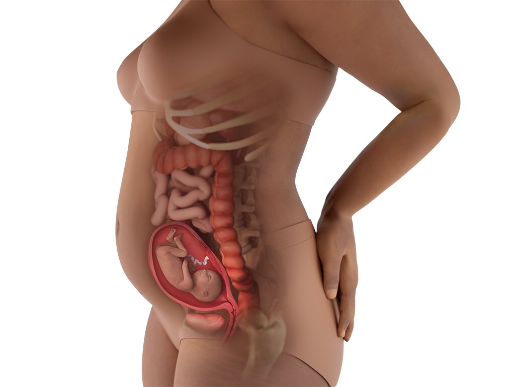 Kondisi Perut Hamil 19 Minggu