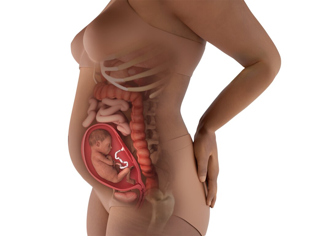 Progres Perut Ibu Hamil 22 Minggu: Perubahan Ukuran & Bentuk