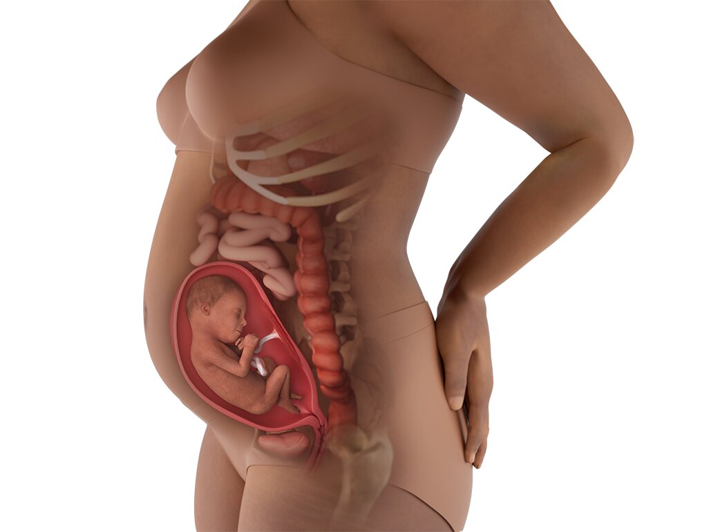 Visualisasi Perut Hamil Usia 24 Minggu: Bentuk & Perubahan Fisik