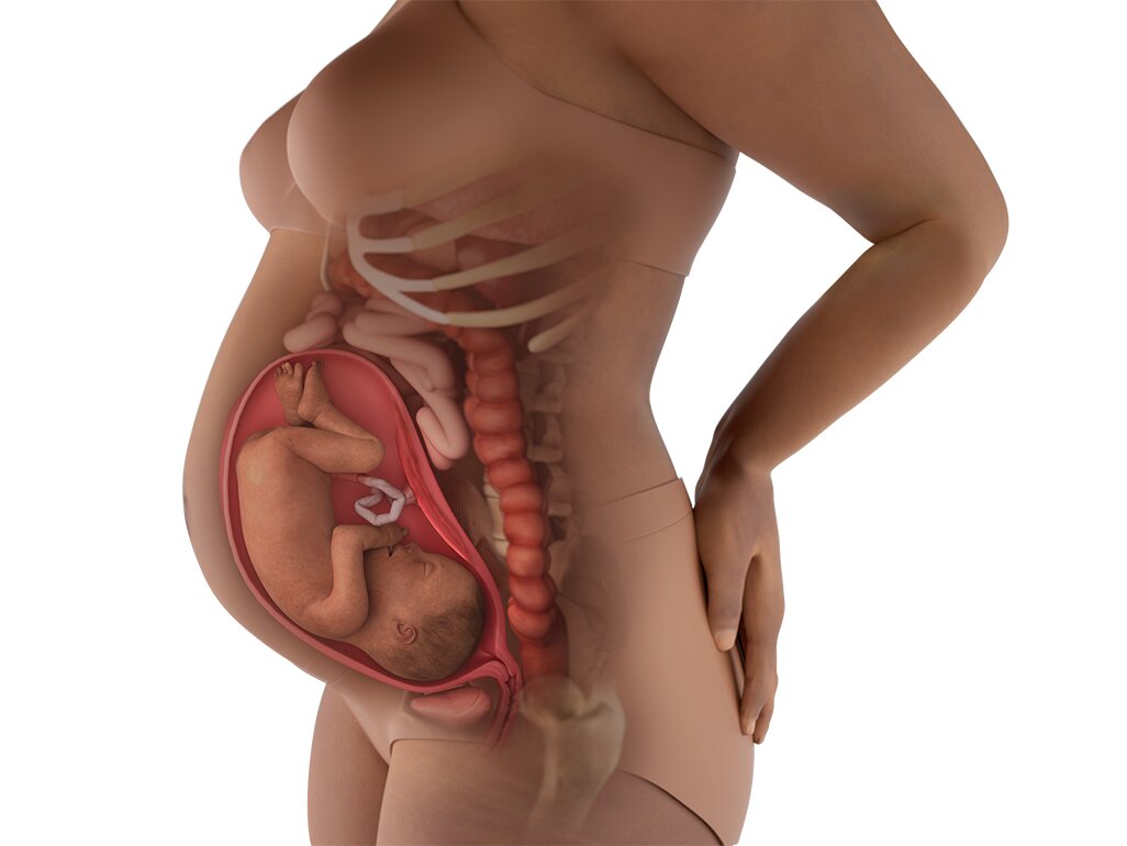 Kondisi Perut Hamil 29 Minggu Kondisi Perut Hamil 29 Minggu