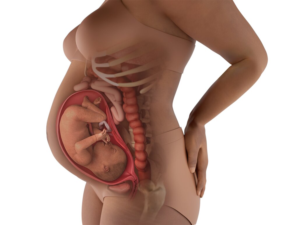 Kondisi Perut Hamil 30 Minggu Kondisi Perut Hamil 30 Minggu