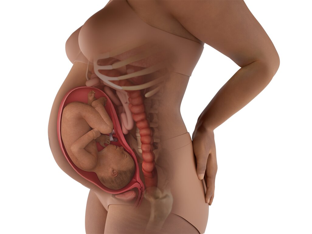 Kondisi Kehamilan Dalam Perut Bumil 33 Minggu: Berat & Posisi Janin Kondisi Kehamilan Dalam Perut Bumil 33 Minggu: Berat & Posisi Janin