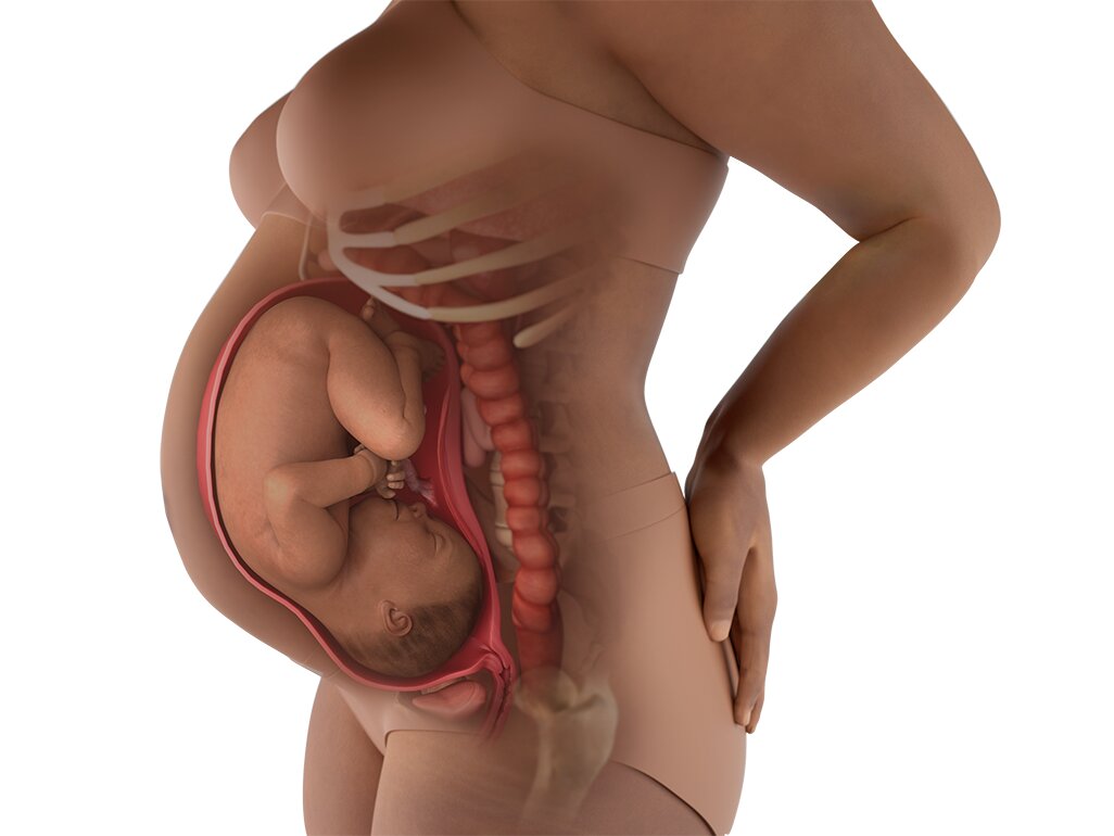 Bentuk Perut Ibu Hamil 36 Minggu: Panduan Visual Lengkap